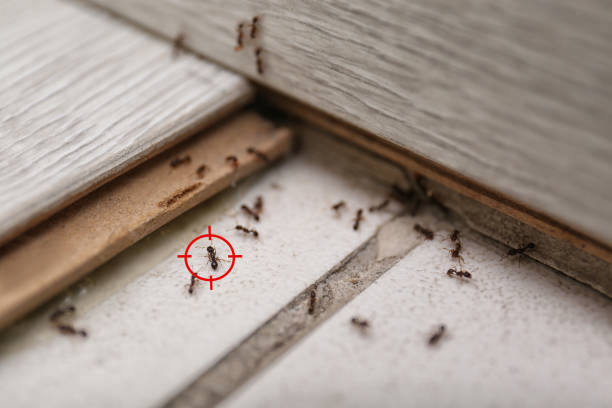 Best Local Pest Control Services  in Joshua, TX