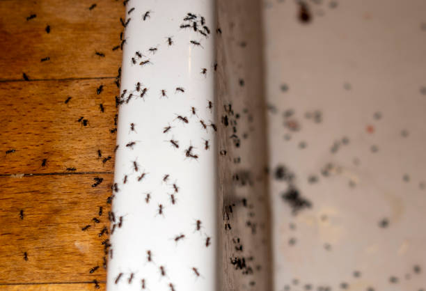 Best Ant Control Services  in Joshua, TX